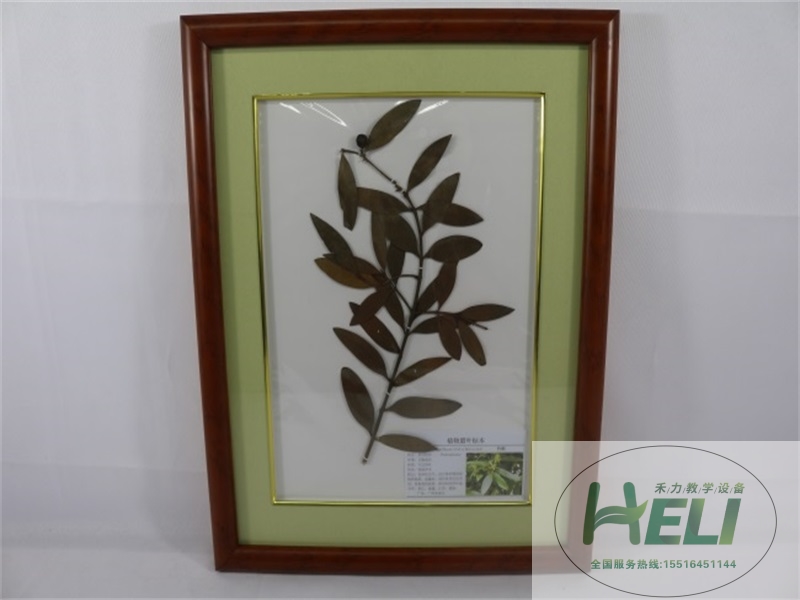 植物臘葉標本-竹柏