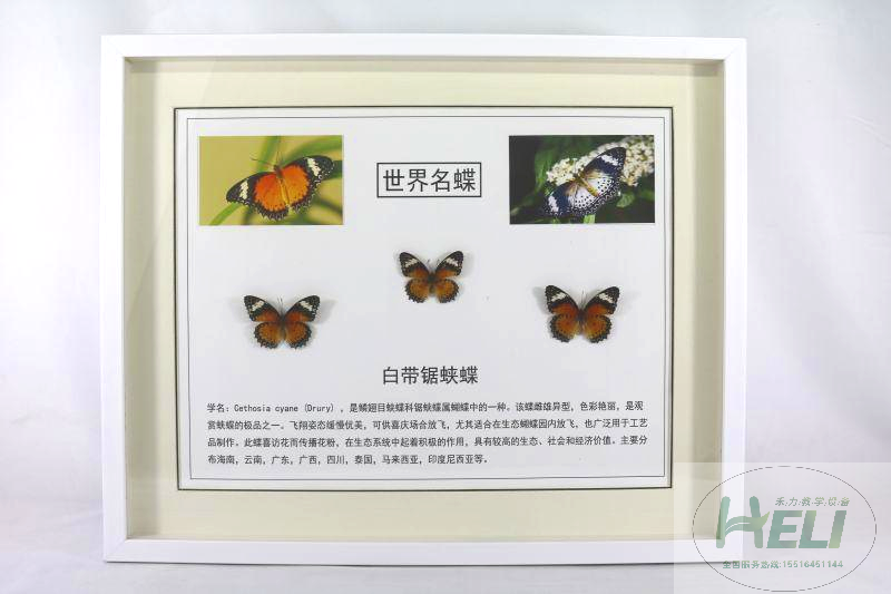 蝴蝶展示標(biāo)本-白帶鋸?fù)惖?>
											</div>
											<p>蝴蝶展示標(biāo)本-白帶鋸?fù)惖?/p>
										</a>
									</li>
								</div><div   id=