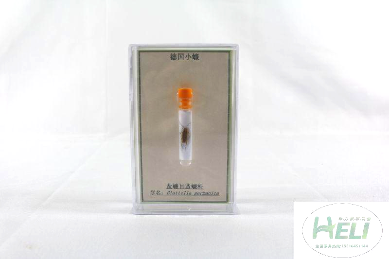 昆蟲(chóng)分類標(biāo)本-德國(guó)小蠊