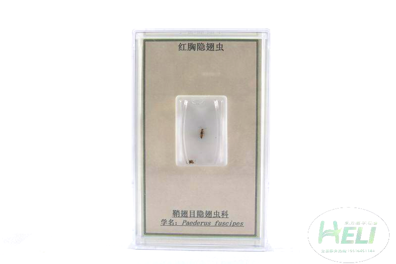 昆蟲(chóng)分類標(biāo)本-紅胸隱翅蟲(chóng)