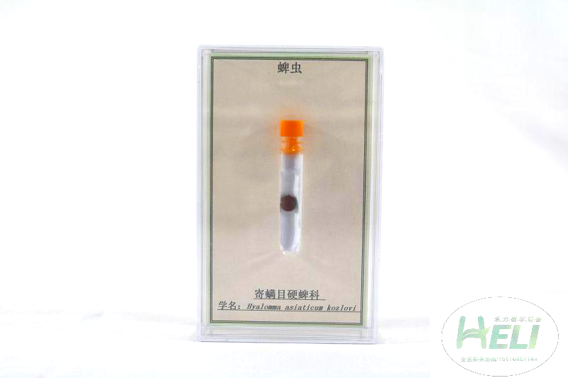 昆蟲(chóng)分類標(biāo)本-蜱蟲(chóng)