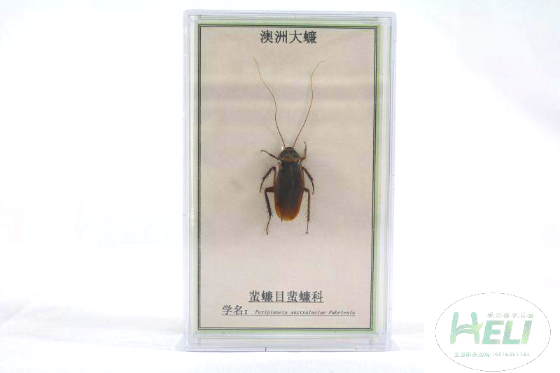 昆蟲(chóng)分類標(biāo)本-澳洲大蠊