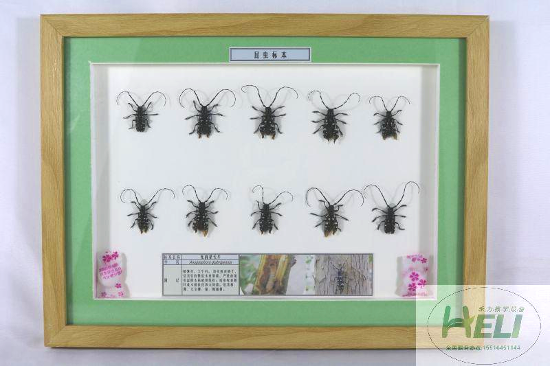 農業害蟲標本-光肩星天牛