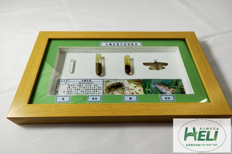 昆蟲生活史標本 農業(yè)害蟲小地老虎標本