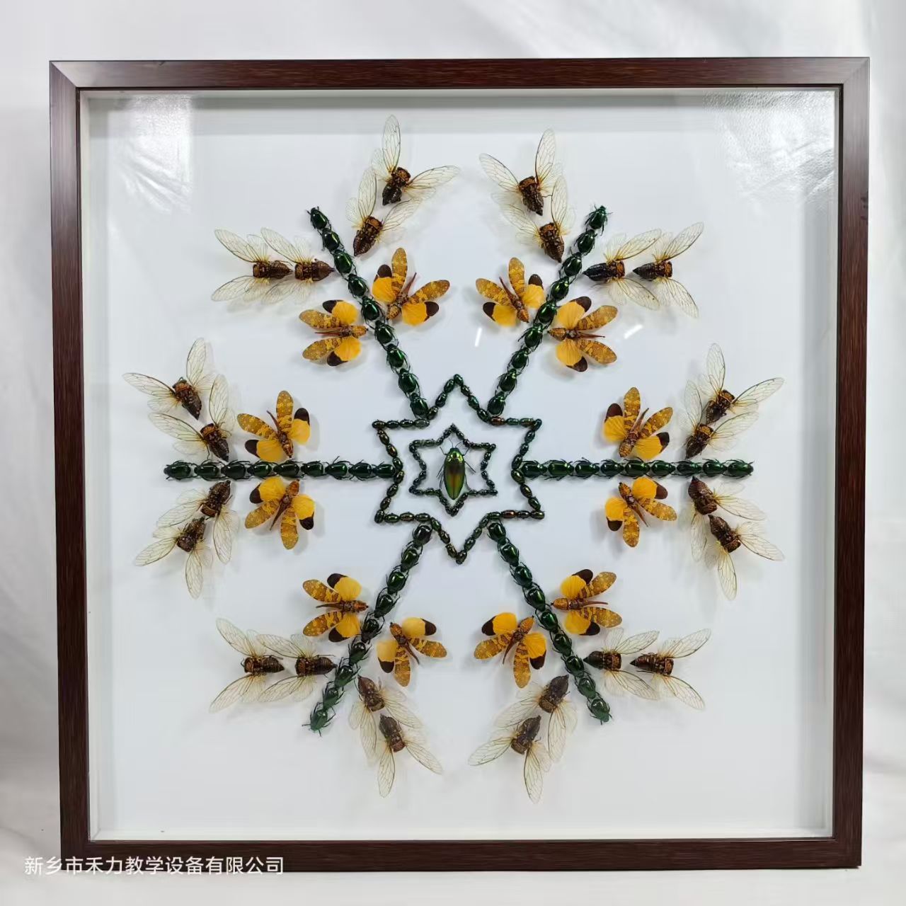 蝴蝶自然藝術裝飾畫  標本展覽