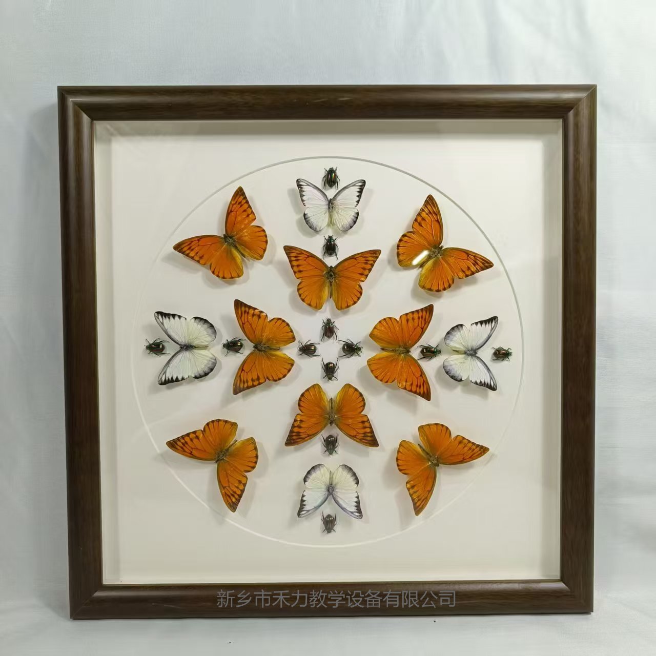 蝴蝶自然藝術裝飾畫    標本展覽