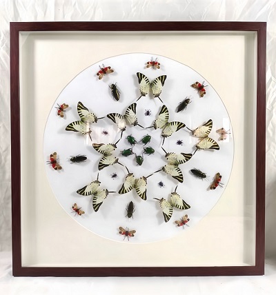 蝴蝶自然藝術裝飾畫 標本展覽